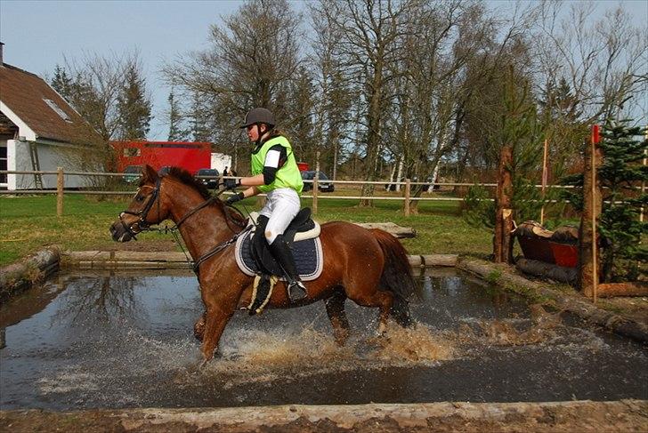 New Forest Hokus Pokus 2 - ;) billede 6