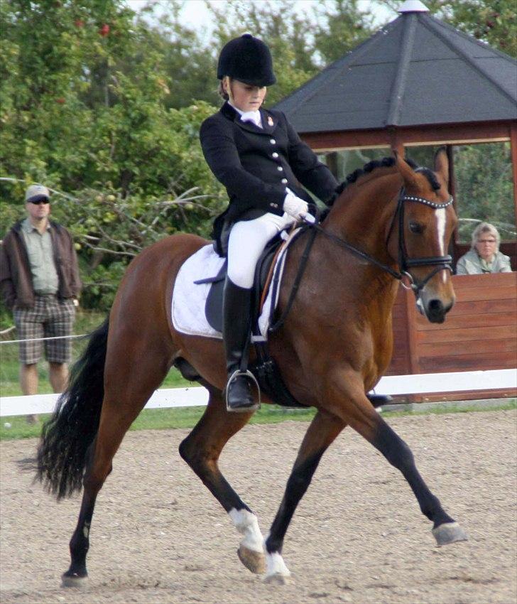 DSP Røgilds kilimanjaro SOLGT billede 6