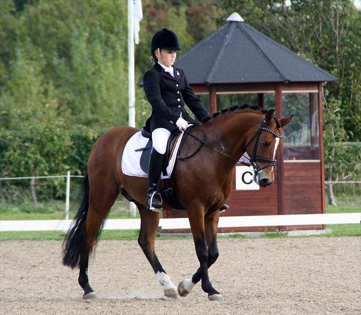 DSP Røgilds kilimanjaro SOLGT billede 7