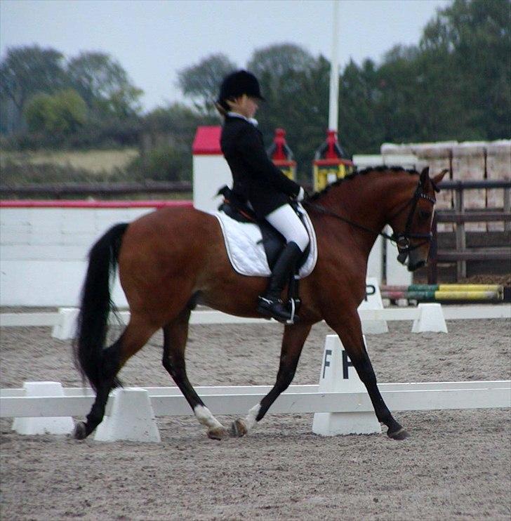 DSP Røgilds kilimanjaro SOLGT billede 8