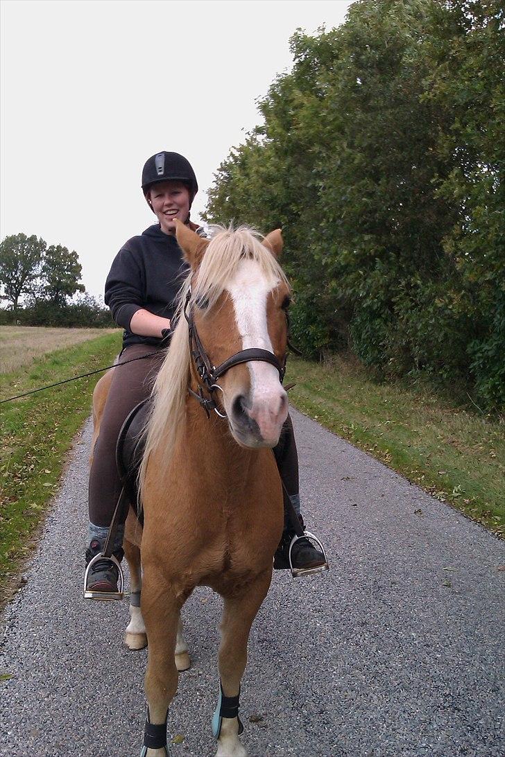 Haflinger Jackpot billede 1