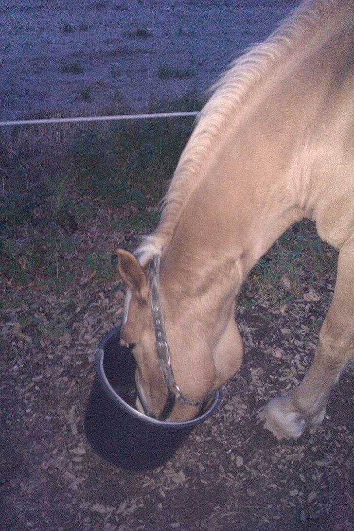 Haflinger Jackpot billede 2