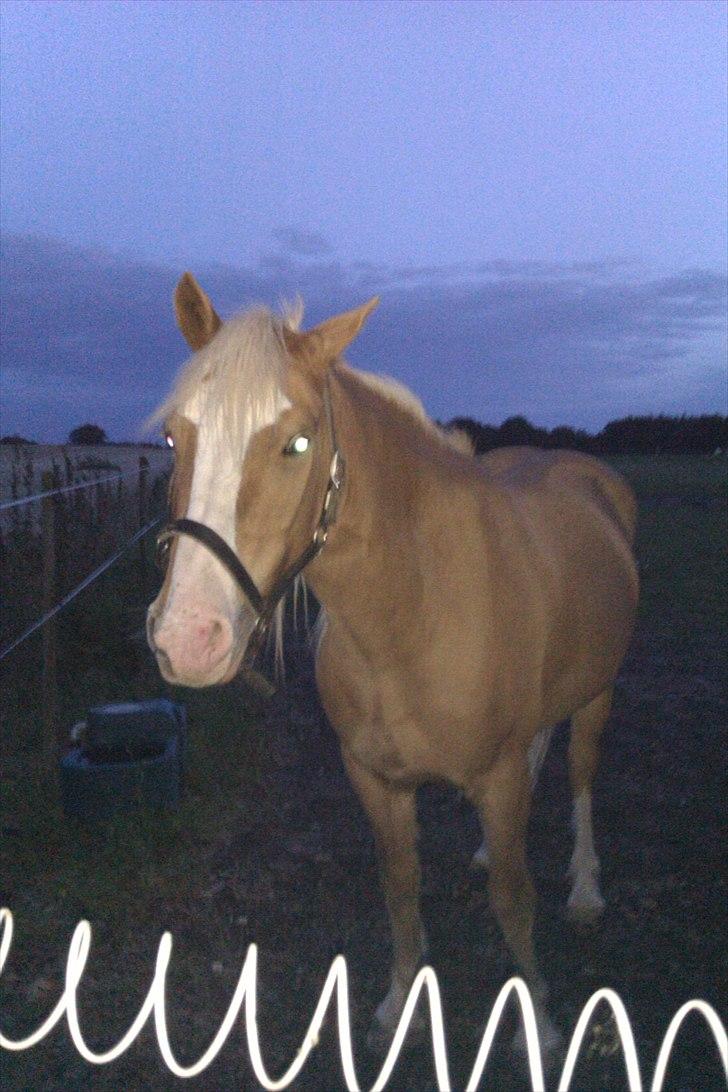 Haflinger Jackpot billede 3