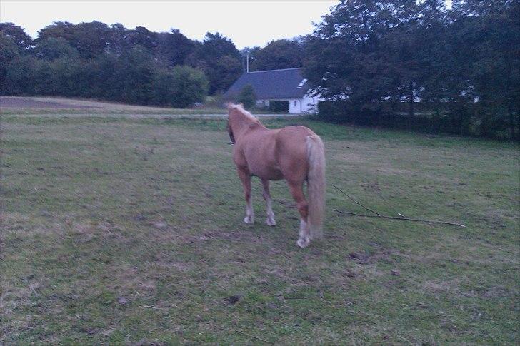 Haflinger Jackpot billede 4