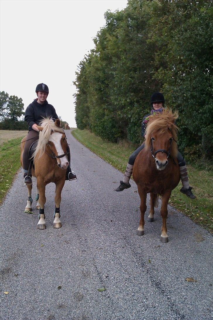 Haflinger Jackpot - Bassen og Trisse <3 billede 5