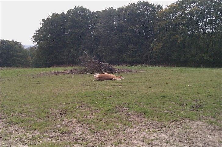 Haflinger Jackpot billede 6