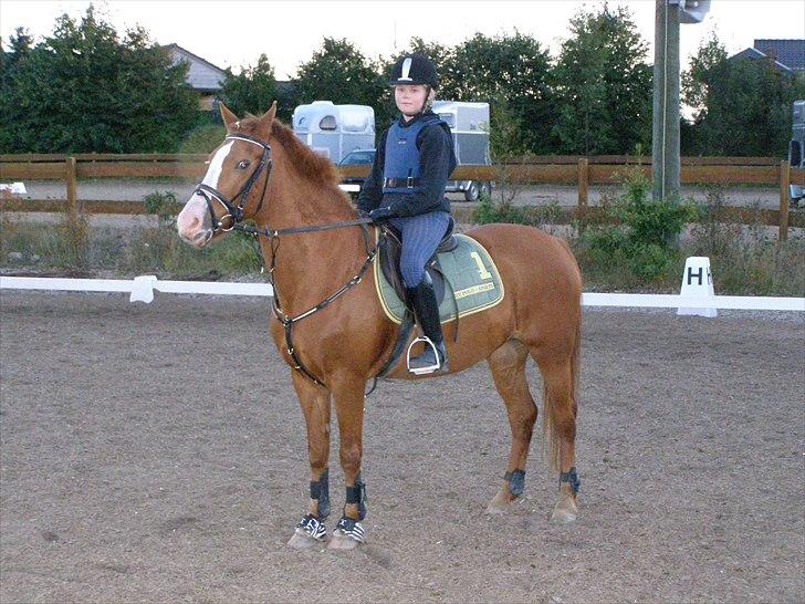 Anden særlig race Sandy gammel part - Har fået mit nye fortøj på, og det passer bare perfekt til hende. billede 1