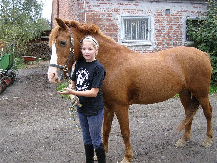 Anden særlig race Sandy gammel part - Her er vi på vej på folden, kan vist ikke vente. billede 4