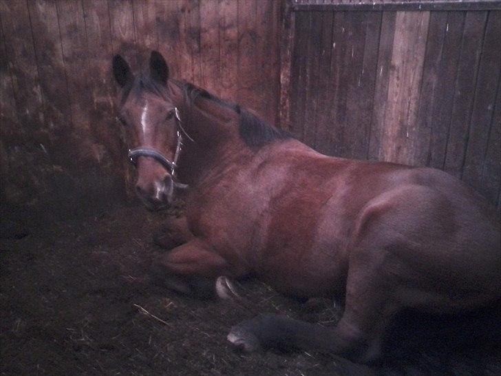 Anden særlig race Mister Gallon  - Mommo slapper af billede 17