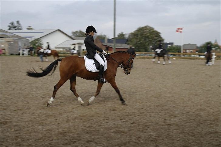 Anden særlig race Steven Seagal - Steven til stævne i Hylke blev nr. 3 billede 5