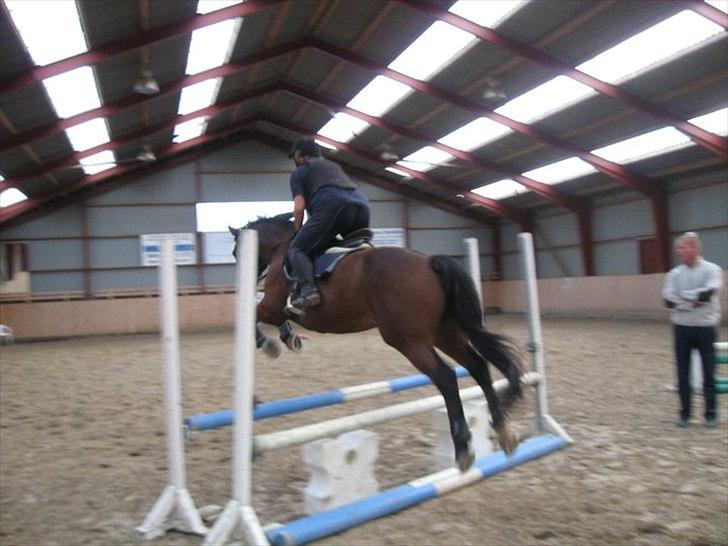 Anden særlig race Mister Gallon  billede 18