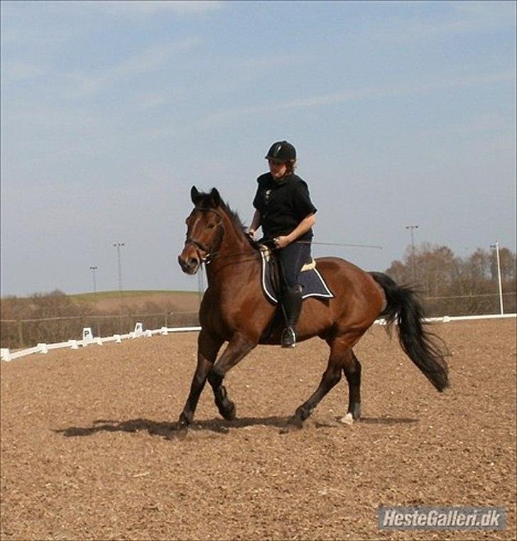 Anden særlig race Mister Gallon  billede 19