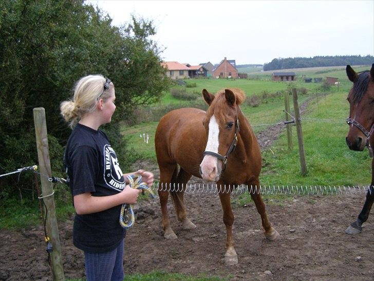 Anden særlig race Sandy gammel part - Endelig på marken, det er også det dejligste at komme på græs. billede 6