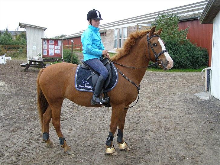 Anden særlig race Sandy gammel part - Første gang jeg var ude at ride på Sandy billede 7