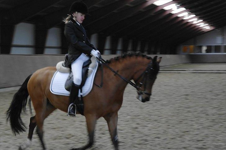 Anden særlig race Steven Seagal - til Stævne i Ry <3 billede 8