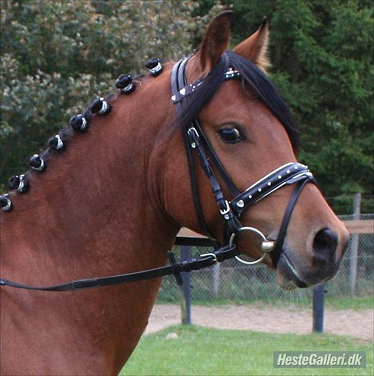 Anden særlig race Steven Seagal - Steven Seagal ved tidliger ejer :) billede 9