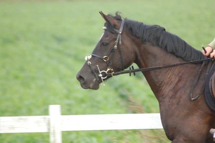 Welsh Cob (sec D) Avalons Monalisa billede 9