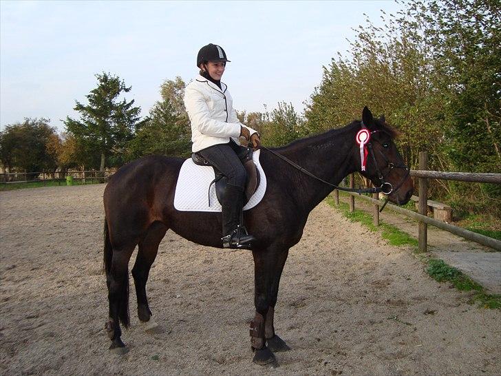 Traver Golden Flamingo billede 19