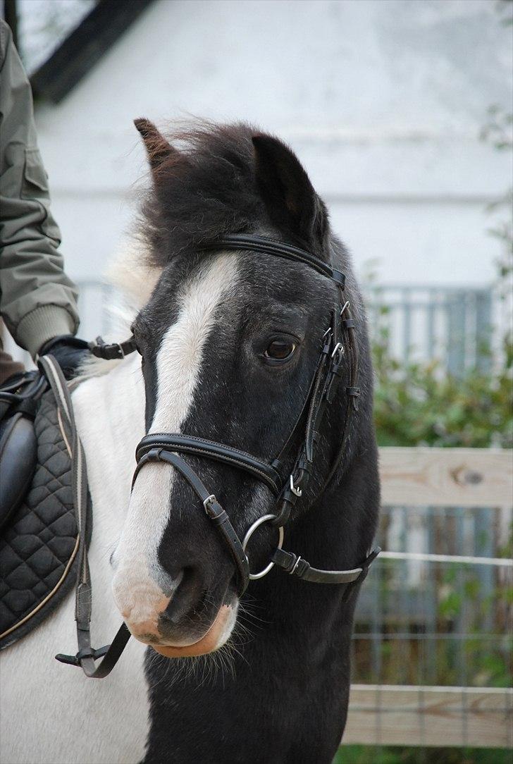 Anden særlig race Moonlight - flot billede?, JA :D foto ~ Mie Raun :D billede 1