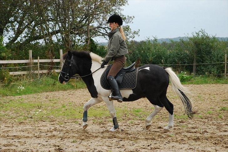 Anden særlig race Moonlight - trav?:D  foto ~ Mie Raun :D billede 3