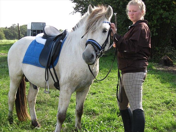 Fjordhest Silva himmelhest;( billede 20