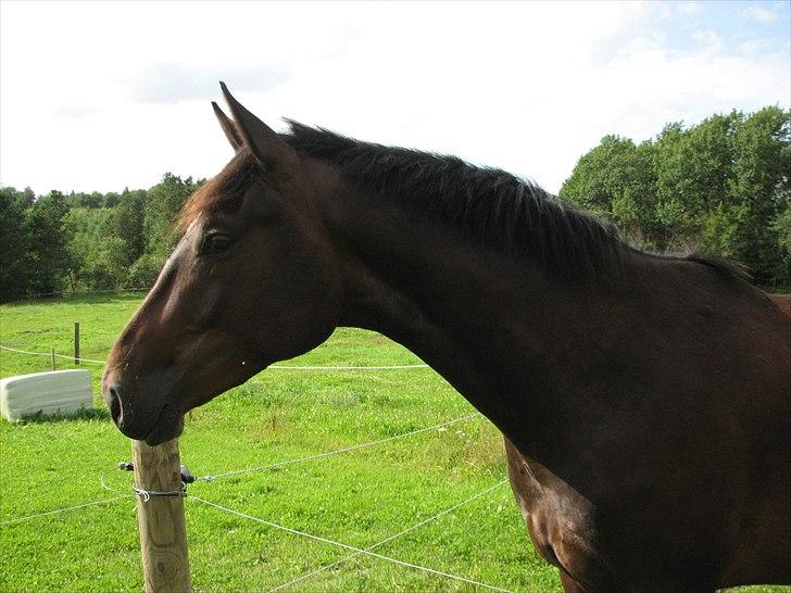 Dansk Varmblod Donagh - Solgt som føl billede 19