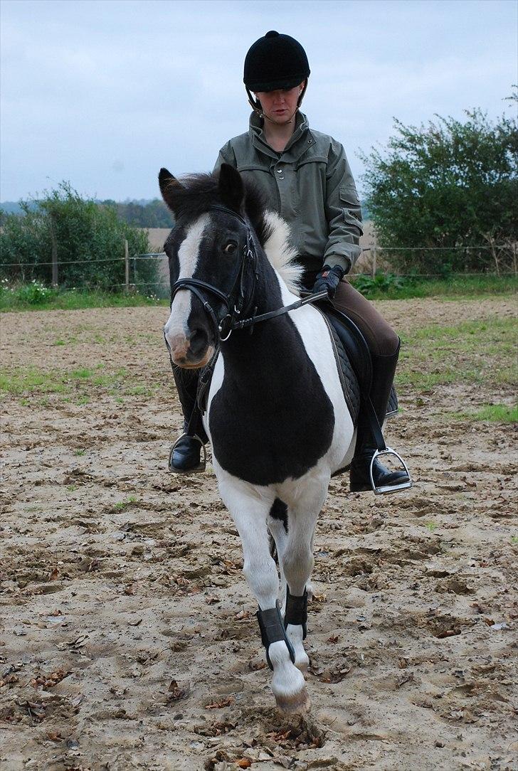 Anden særlig race Moonlight - schenkelvigning?, den gamle kan sku godt :D!  foto ~ Mie Raun :D billede 5