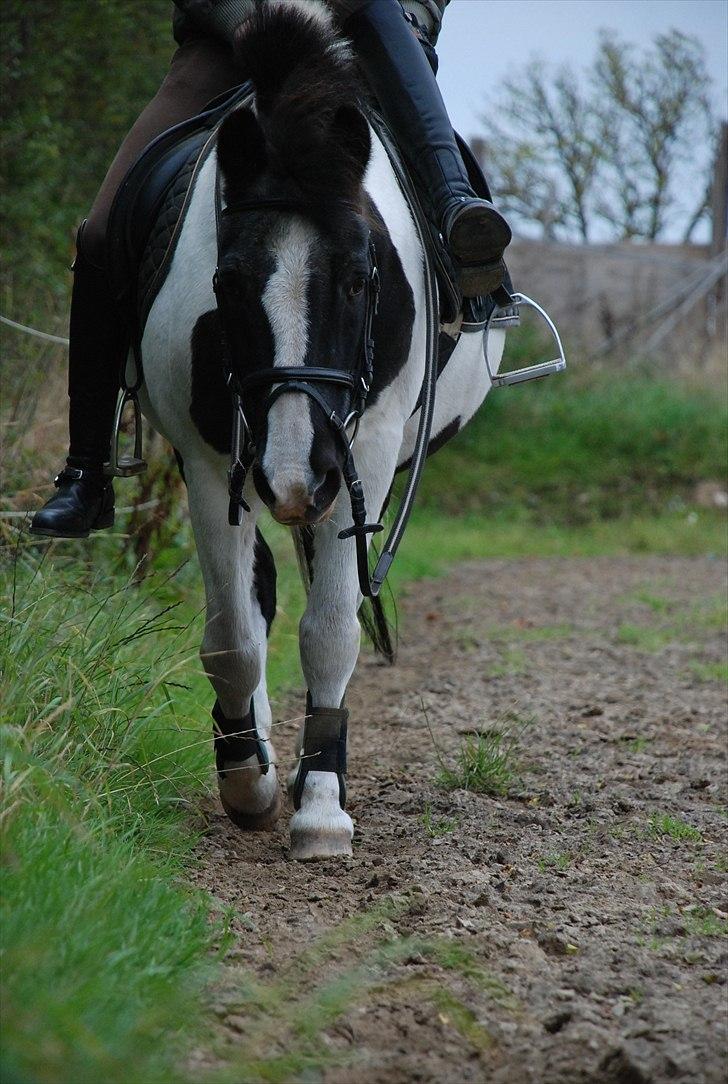 Anden særlig race Moonlight - de bøjler skal sku liige rettes :D  foto ~ Mie Raun :D billede 7