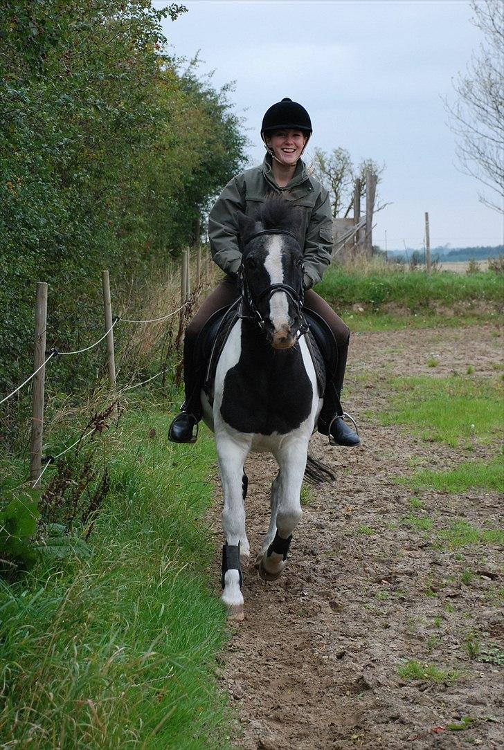 Anden særlig race Moonlight - galop, gamlemand!  foto ~ Mie Raun :D billede 8