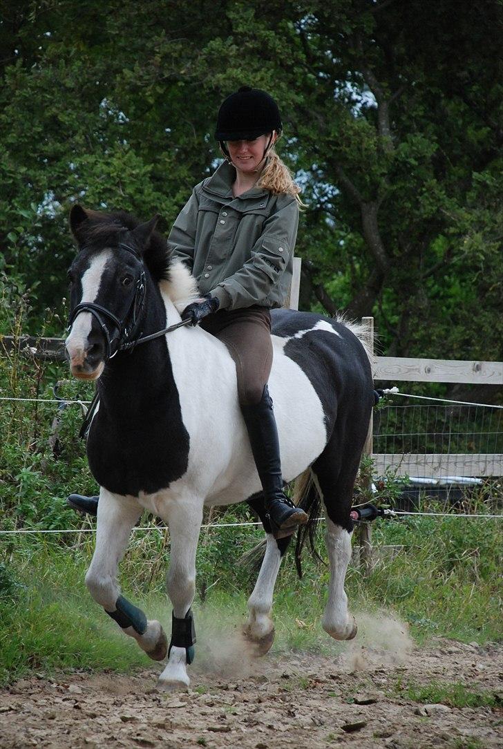 Anden særlig race Moonlight - et ben (-:  foto ~ Mie Raun :D billede 9