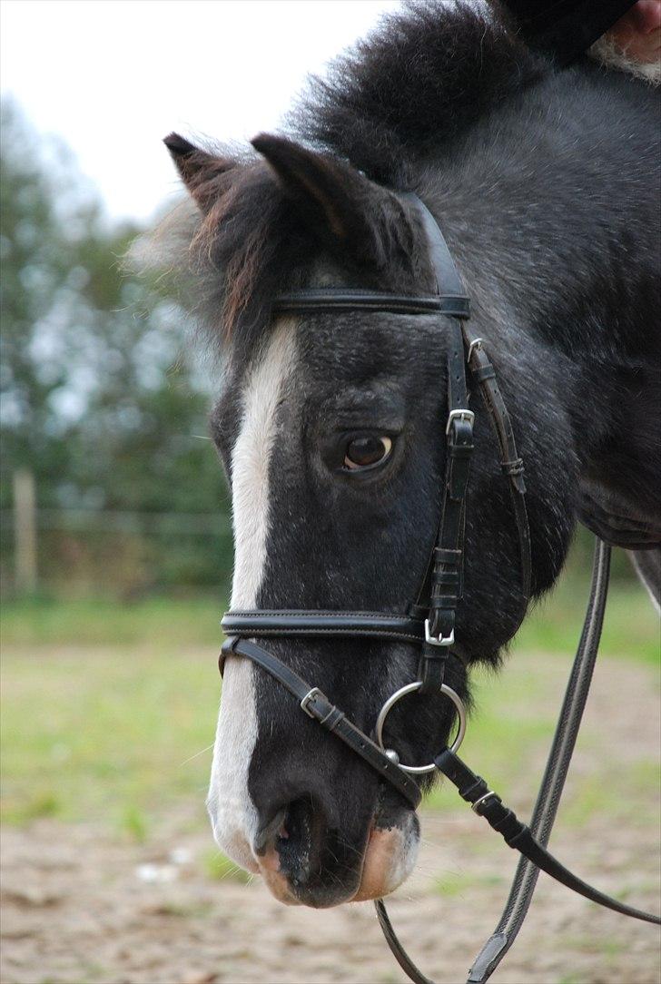 Anden særlig race Moonlight - perfekte dreng :*  foto ~ Mie Raun :D billede 11