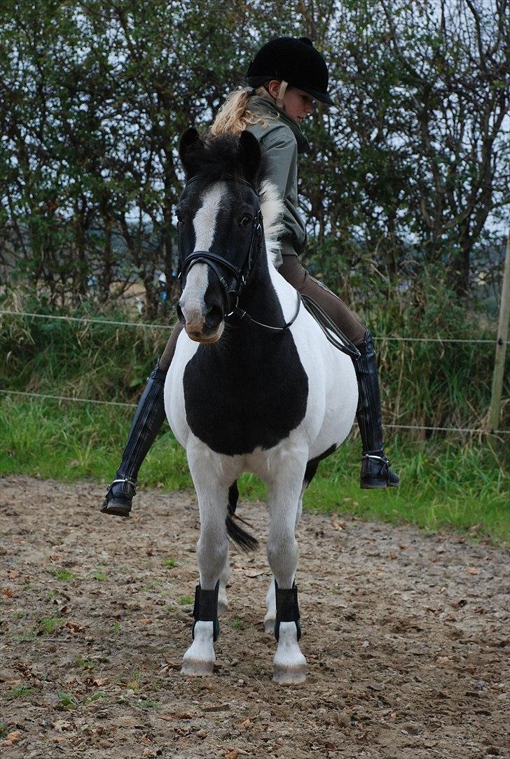 Anden særlig race Moonlight - jeg kan alt med dig!  foto ~ Mie Raun :D billede 12