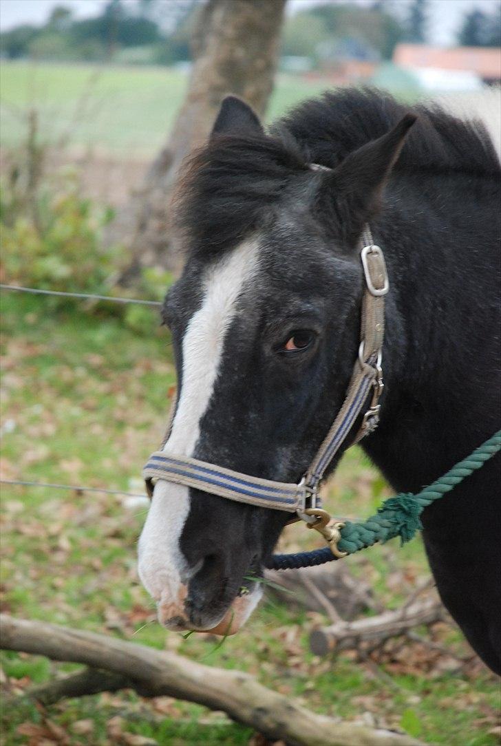Anden særlig race Moonlight - sure Mulle :(, med græs i munden (y)  foto ~ Mie Raun :D billede 15