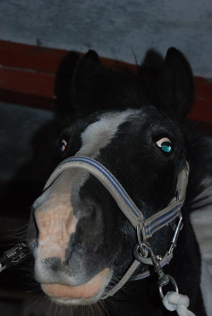Anden særlig race Moonlight - happyface :D!  foto ~ Mie Raun :D billede 16