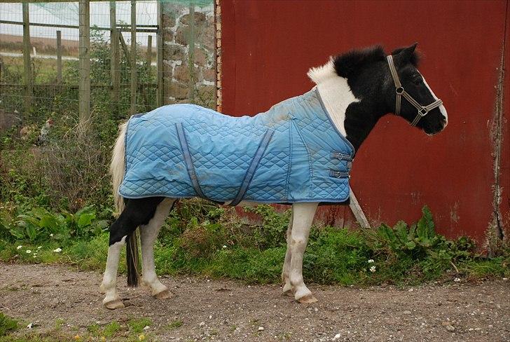 Anden særlig race Moonlight - dejlig pony (y)  foto ~ Mie Raun :D billede 19