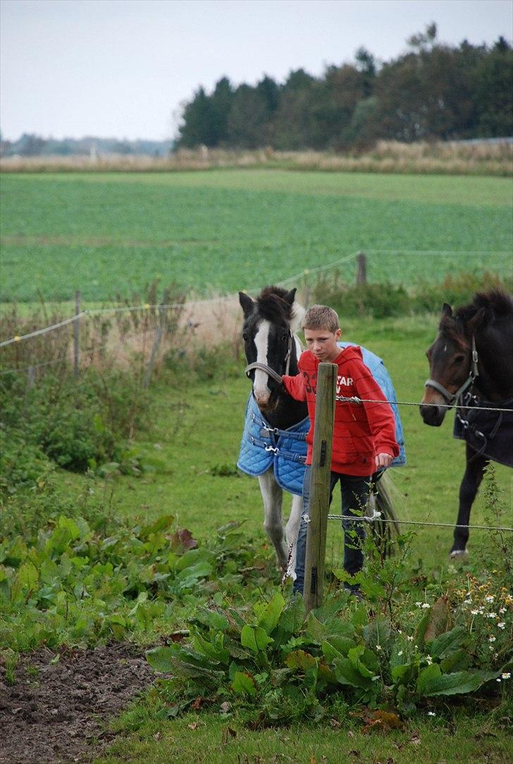 Anden særlig race Moonlight - Tobias henter ham ind fra fold, med Fleur i baggrunden :D  foto ~ Mie Raun :D billede 20