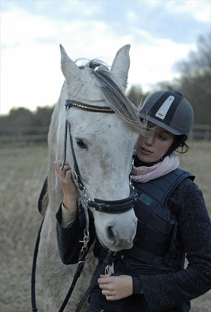 Arabisk fuldblod (OX) Rm Qidar OX (OX 3827) billede 11