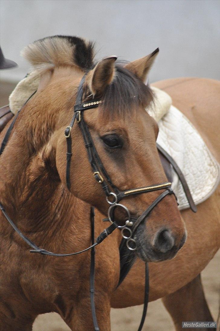 Anden særlig race | Alfons Åberg<3 *Part* - 13) Basse efter jeg havde redet ham, December 2010. Foto: Nanna S. Lübbers billede 13