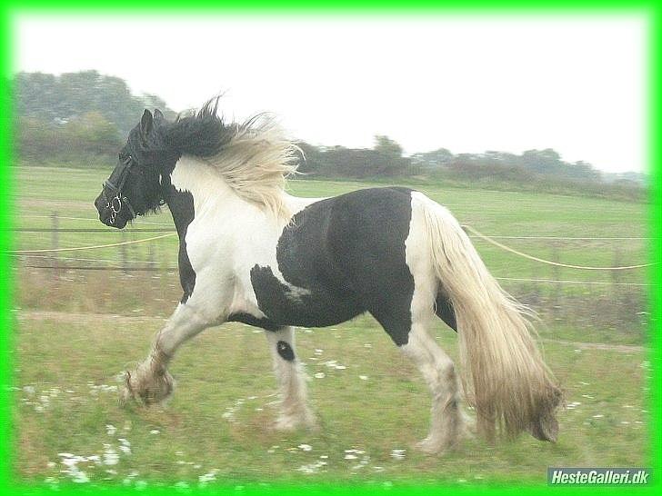 Irish Cob » KOUSGAARDENS SIR MICKEY - 14) "I know that if we give this a little time, it'll only bring us closer to the love we wanna find..." <3 billede 14