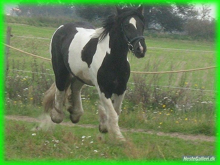 Irish Cob » KOUSGAARDENS SIR MICKEY - 15) "All you need is love" <3 I: billede 15