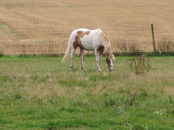 Anden særlig race Timon - Her er han lige kommet hjem og har indtaget vores fold billede 3