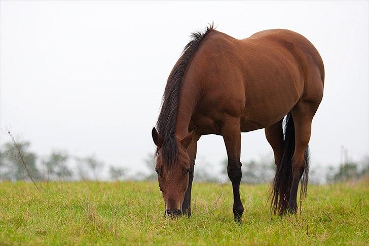 Amerikansk Paint Pony Shezarivergirl billede 2