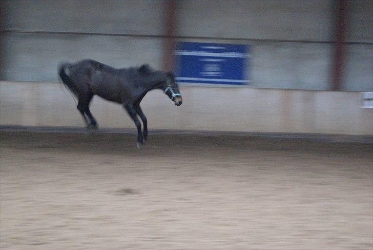 Dansk Varmblod De Noisette - Wee jeg er vild:D 28.01.11 billede 2