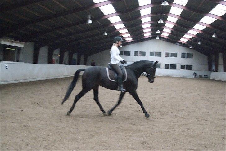 Dansk Varmblod De Noisette - 05.10.10 billede 3