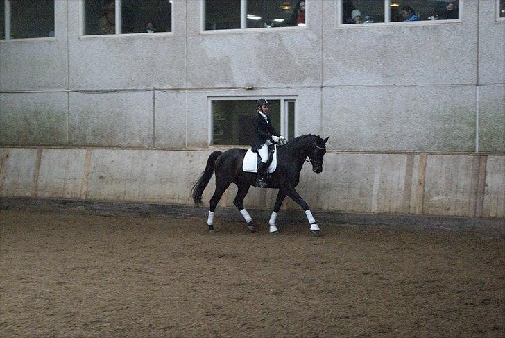 Dansk Varmblod De Noisette - 26.02.11 - Til vores første rigtige stævne billede 5