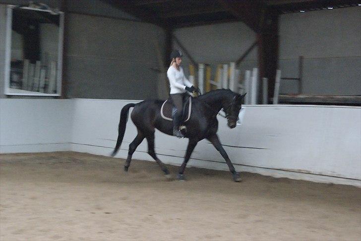 Dansk Varmblod De Noisette - 05.10.10 billede 7