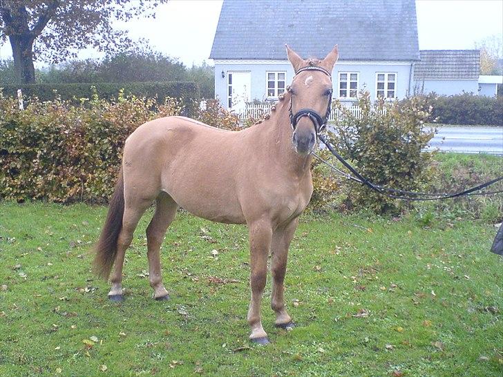 Anden særlig race Dreamhorse's Caf'e Creamy  - Den bette skønhed (:  billede 7