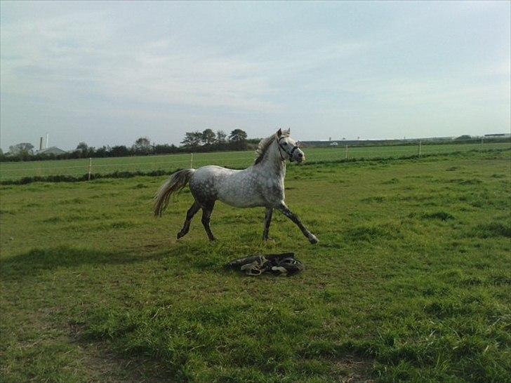 Connemara Brændegård'S Kastar - Galop galop :D billede 19