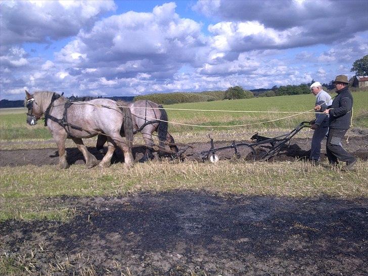 Belgier Rie af Svendsminde billede 16