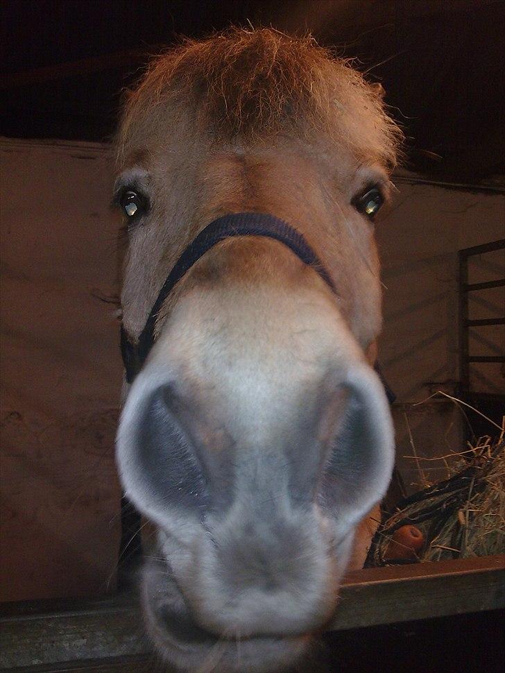 Anden særlig race Bodyguard billede 3